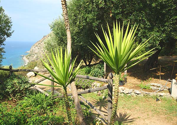 Casa-oliveto-meerblick